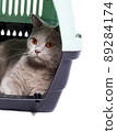 fawn Scottish cat is resting inside a cat carrier 89284174