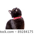chocolate Scottish cat looking at the sky on a white background, isolated image 89284175