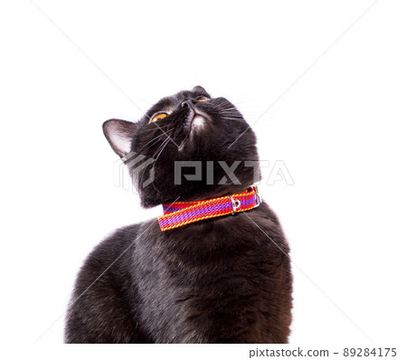 chocolate Scottish cat looking at the sky on a white background, isolated image chocolate Scottish cat looking at the sky on a white background, isolated image 89284175