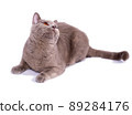 fawn Scottish straight cat with orange eyes lying on a white background, isolated image 89284176