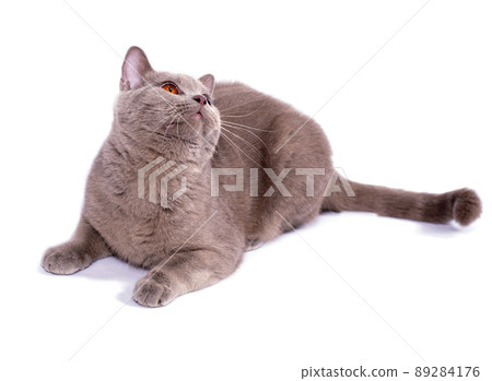 fawn Scottish straight cat with orange eyes lying on a white background, isolated image 89284176
