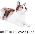 beautiful tricolor cat close-up front view on white background, isolated image 89284177