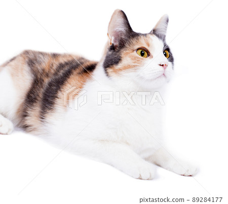 beautiful tricolor cat close-up front view on white background, isolated image 89284177