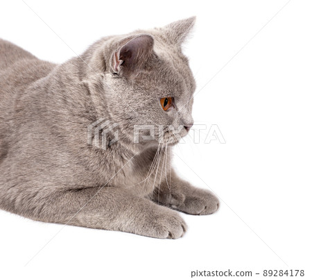 side portrait close-up face-muzzle perfect Scottish cat with orange eyes lying on a white background 89284178