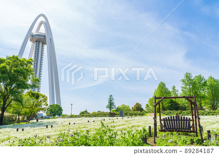 138 塔公園，盛開的Nemophila <愛知縣一宮市> 89284187
