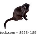 black slender cat sitting on a white background, isolated image 89284189