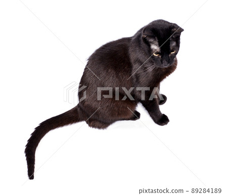 black slender cat sitting on a white background, isolated image 89284189
