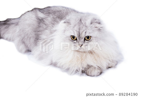 Highland  fluffy scottish cat silver chinchilla lying on a white background 89284190