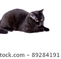 chic Scottish-British cat and a dark black-colored cat lying on a white background 89284191