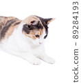 beautiful tricolor cat front view on white background, isolated image 89284193