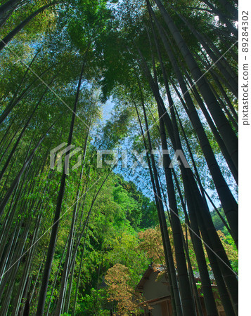 翠綠的春竹林 89284302