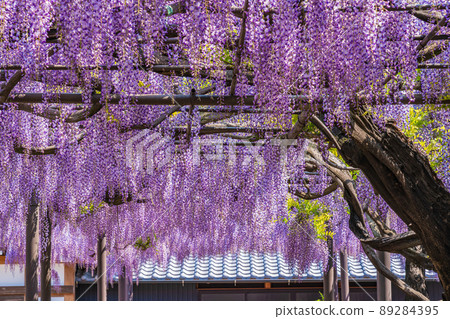 Takehana Betsuin, Wisteria in full bloom <Hashima City, Gifu Prefecture> 89284395