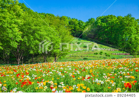 罌粟花田 國立武藏久陵森林公園 89284405