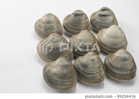 白背硬蛤 89284416