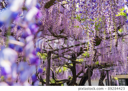 竹花別院，盛開的紫藤<岐阜縣端島市> 89284423