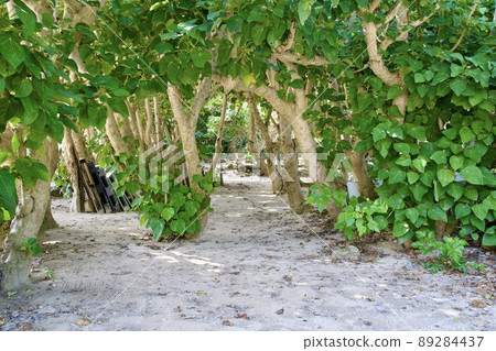 生長在新城海灘的沙灘上的植物 生長在新城海灘的沙灘上的植物 89284437