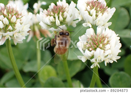 White cloud 89284873