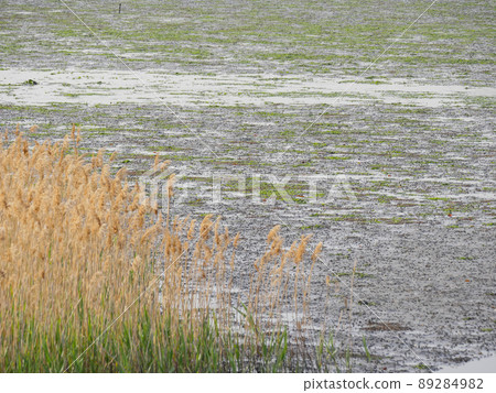 Tidal flat 4 89284982