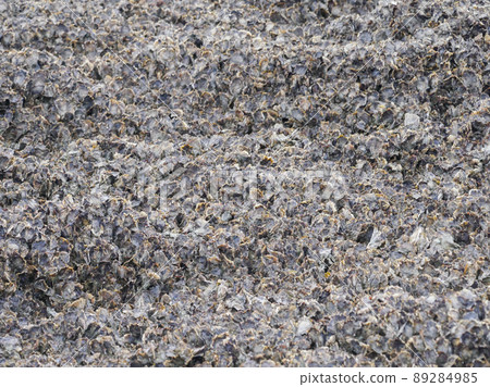Oyster reef 1 89284985