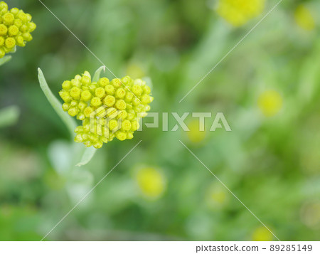 哈哈古薩 1 89285149