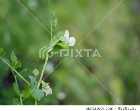 絲莢1朵花 89285155