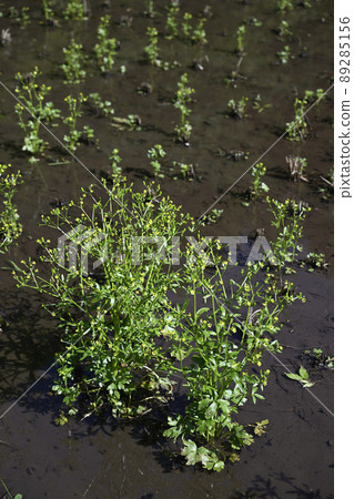 Tagarashi (rice mustard) 89285156