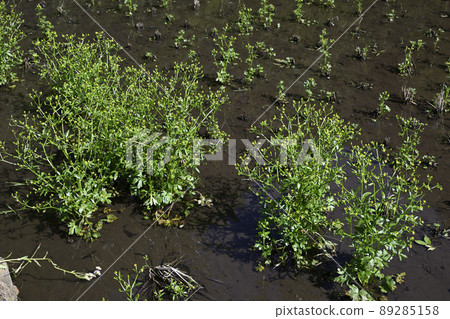 Tagarashi (rice mustard) Tagarashi (rice mustard) 89285158