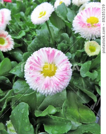 Daisy Daisy 89285159