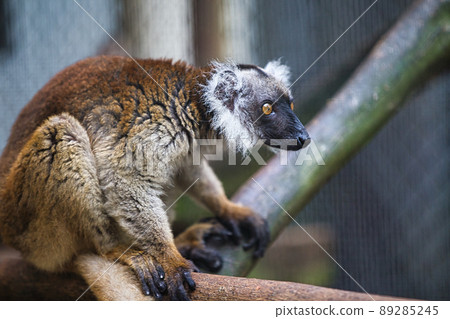 Elemaki lemur 89285245