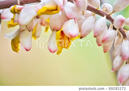 月亮桃花 89285272