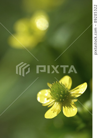 Pepper flower Pepper flower 89285322