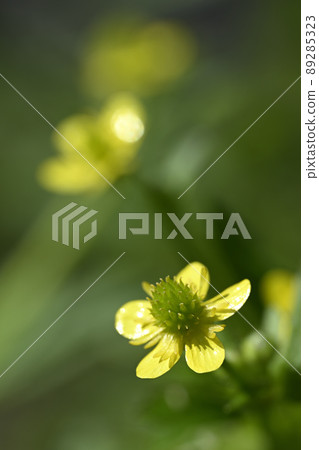 Pepper flower 89285323