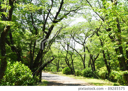 Hiking fresh green Hiking fresh green 89285575