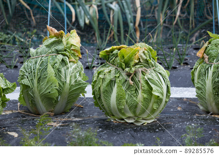大白菜頭被綁起來 大白菜頭被綁起來 89285576