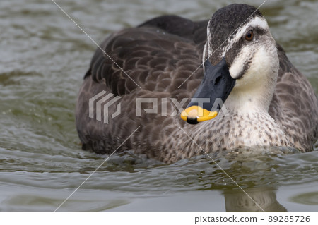 A duck swimming happily along the water 89285726