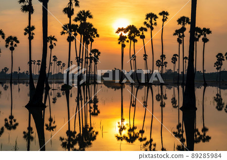 Sugar palm trees with skyline reflection on pond at sunrise 89285984