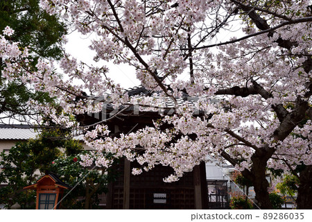Obitoke-dera cherry blossoms 89286035