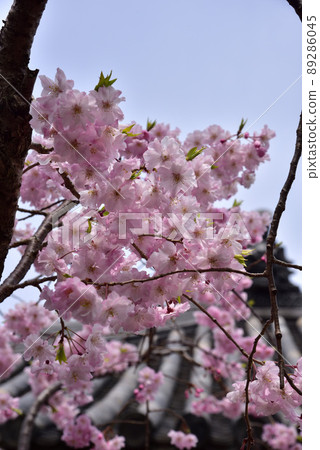 Obitoke-dera cherry blossoms 89286045