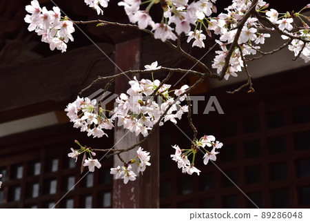 帶托寺櫻花 89286048