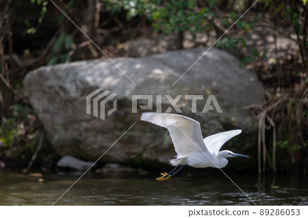 Egret flying around looking for food at the water's edge Egret flying around looking for food at the water's edge 89286053