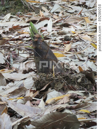 剛出土的竹筍 89286058