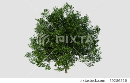 Big Acer marcophillum tree on isolated white background. Nature and object concept. 3D illustration rendering Big Acer marcophillum tree on isolated white background. Nature and object concept. 3D illustration rendering 89286216