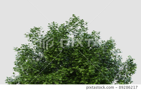 Treetop of big Acer marcophillum tree on isolated white background. Nature and object concept. 3D illustration rendering Treetop of big Acer marcophillum tree on isolated white background. Nature and object concept. 3D illustration rendering 89286217