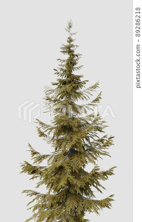 Treetop of Abies guatemalensis pine tree on isolated white background. Nature and object concept. 3D illustration rendering Treetop of Abies guatemalensis pine tree on isolated white background. Nature and object concept. 3D illustration rendering 89286218