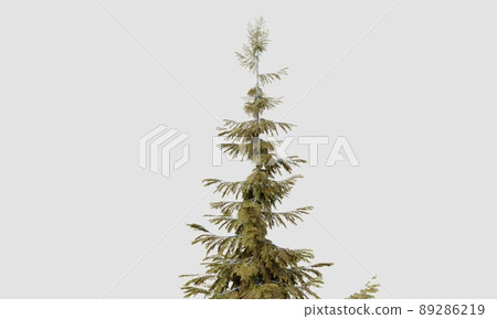 Treetop of Abies guatemalensis pine tree on isolated white background. Nature and object concept. 3D illustration rendering Treetop of Abies guatemalensis pine tree on isolated white background. Nature and object concept. 3D illustration rendering 89286219