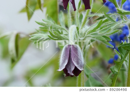 Photograph, plant Kenji Miyazawa, who loved the plant Okinawa, Uzuno Shuge 89286498