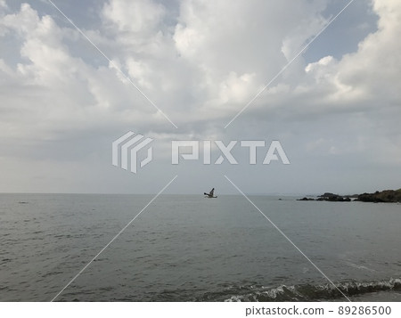 海鷗飛過大海② 89286500