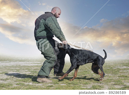 training of dobermann pinscher 89286589
