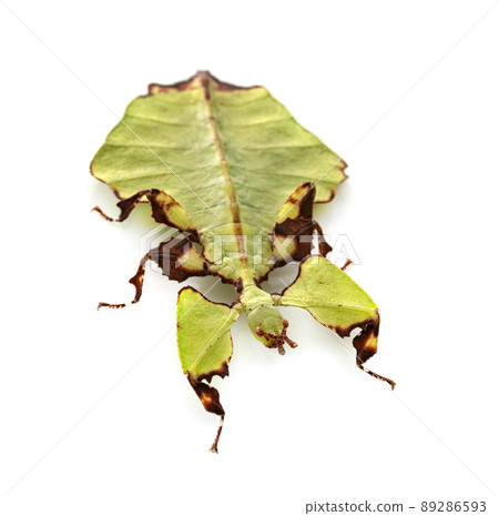 stick insect in studio stick insect in studio 89286593
