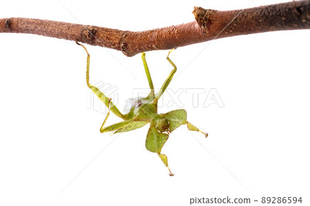 stick insect in studio stick insect in studio 89286594